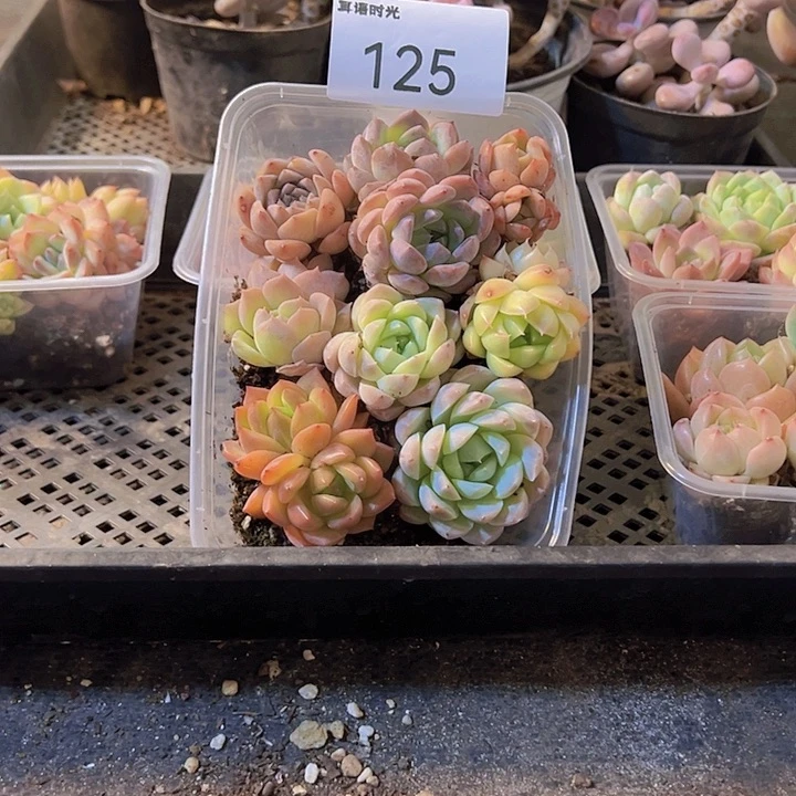 125.拼盘，多肉植物