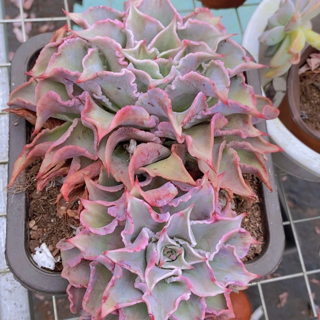 粉饺子皮超级大双大头起发