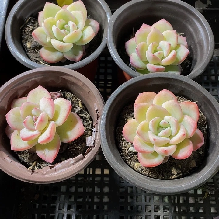 90盆泡芙带盆土发