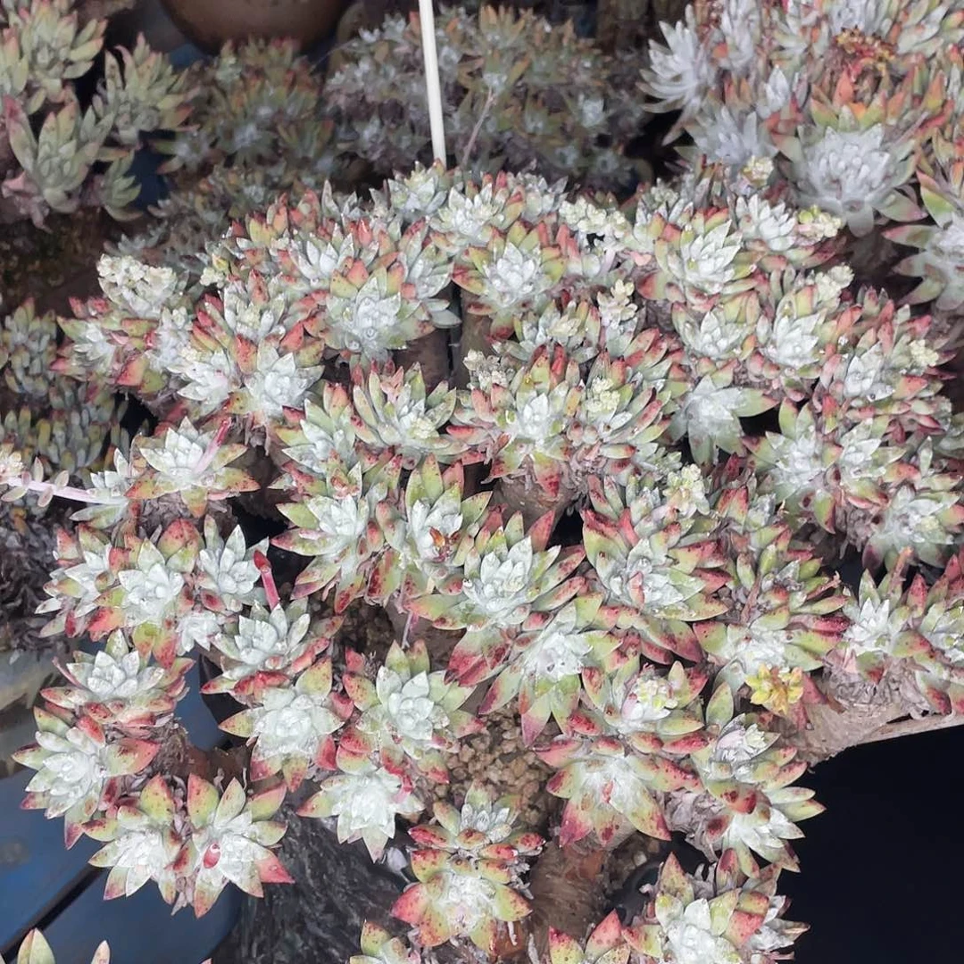 丸叶白姆60公分老桩