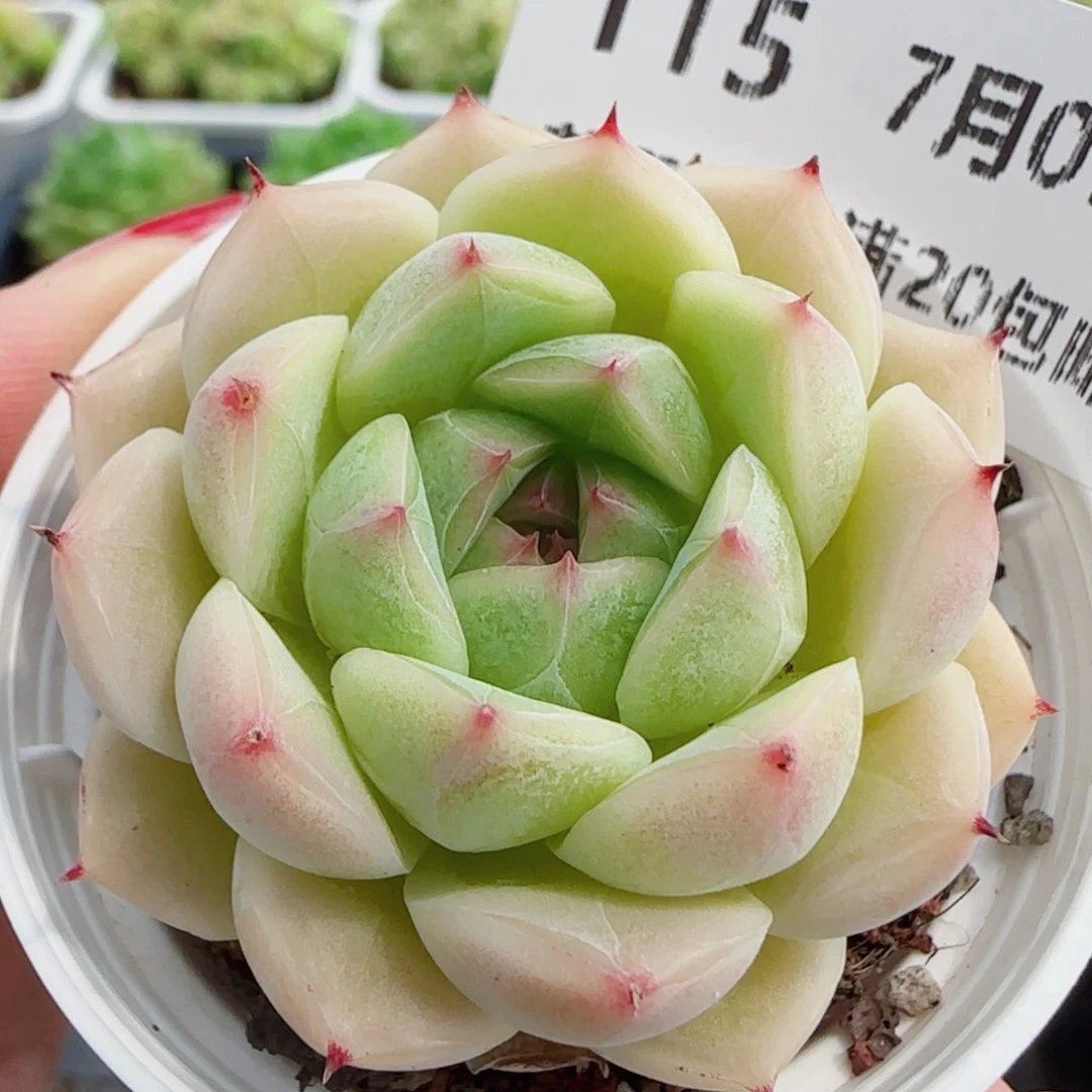 花语逸镜0707-115