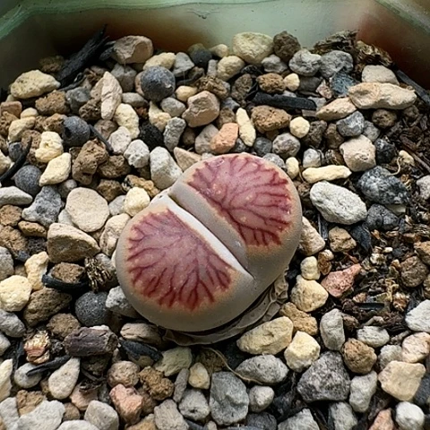 536菊红窗菊花纹带盆土