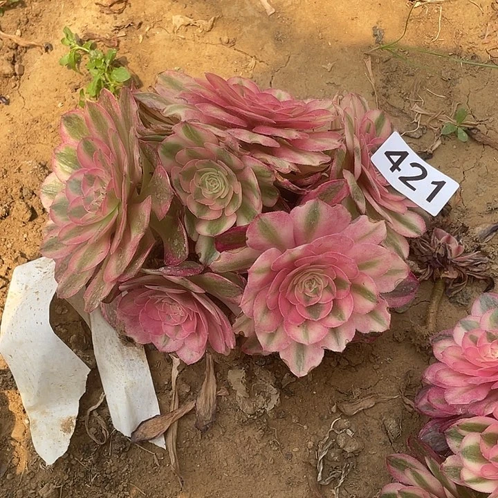 多肉植物法师421粉体荔枝