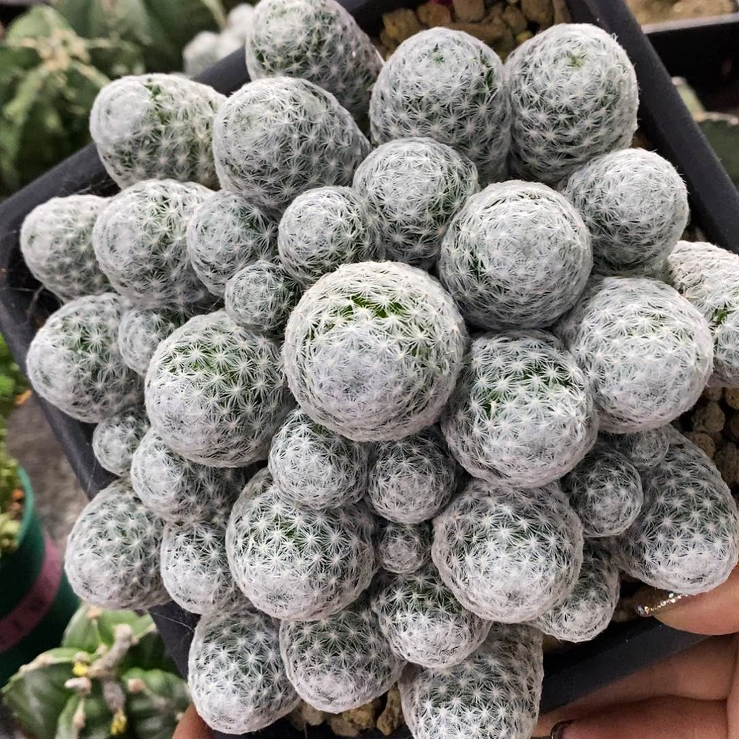 花花草草花花草草