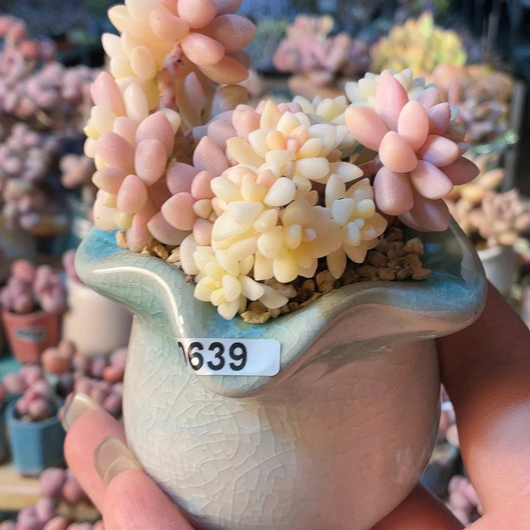 ?****?多肉植物的生长发育与生长发育