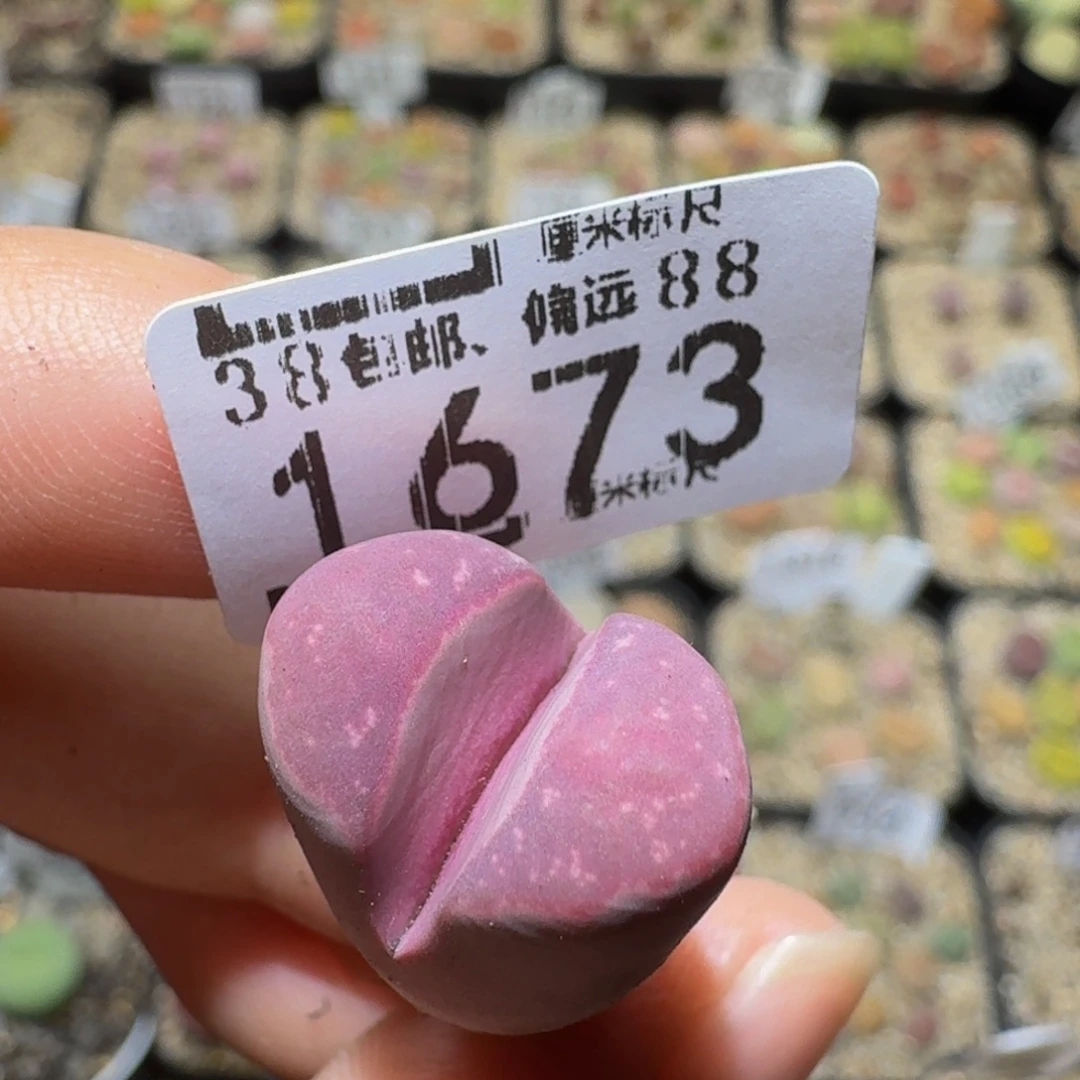 汉***哭Sssss精品生石花1673