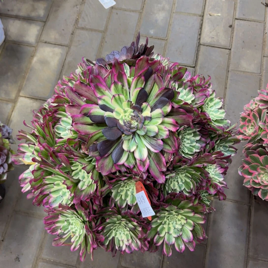 惠*子多肉植物615水墨年华