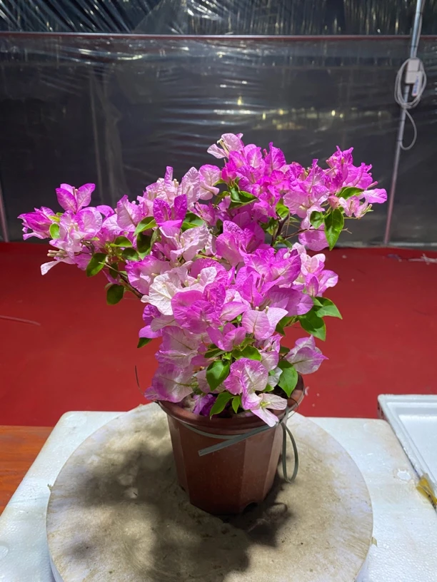 一物一拍《口红》勤花品种三角梅