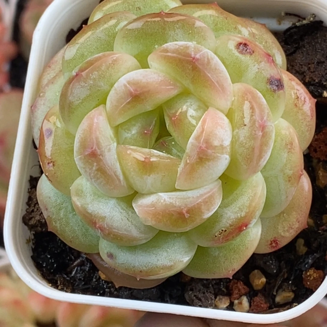 天官赐福百无禁忌