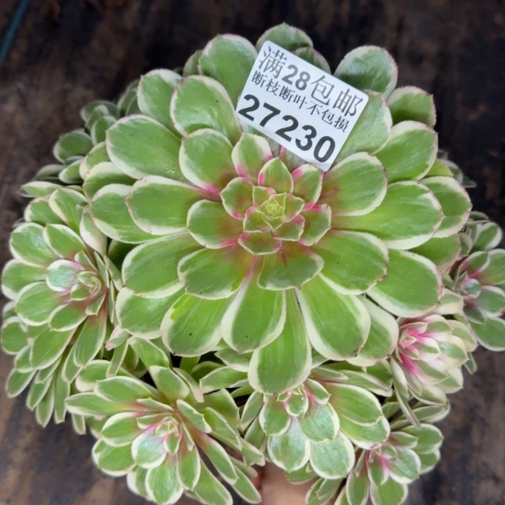 27230南孔雀多肉植物