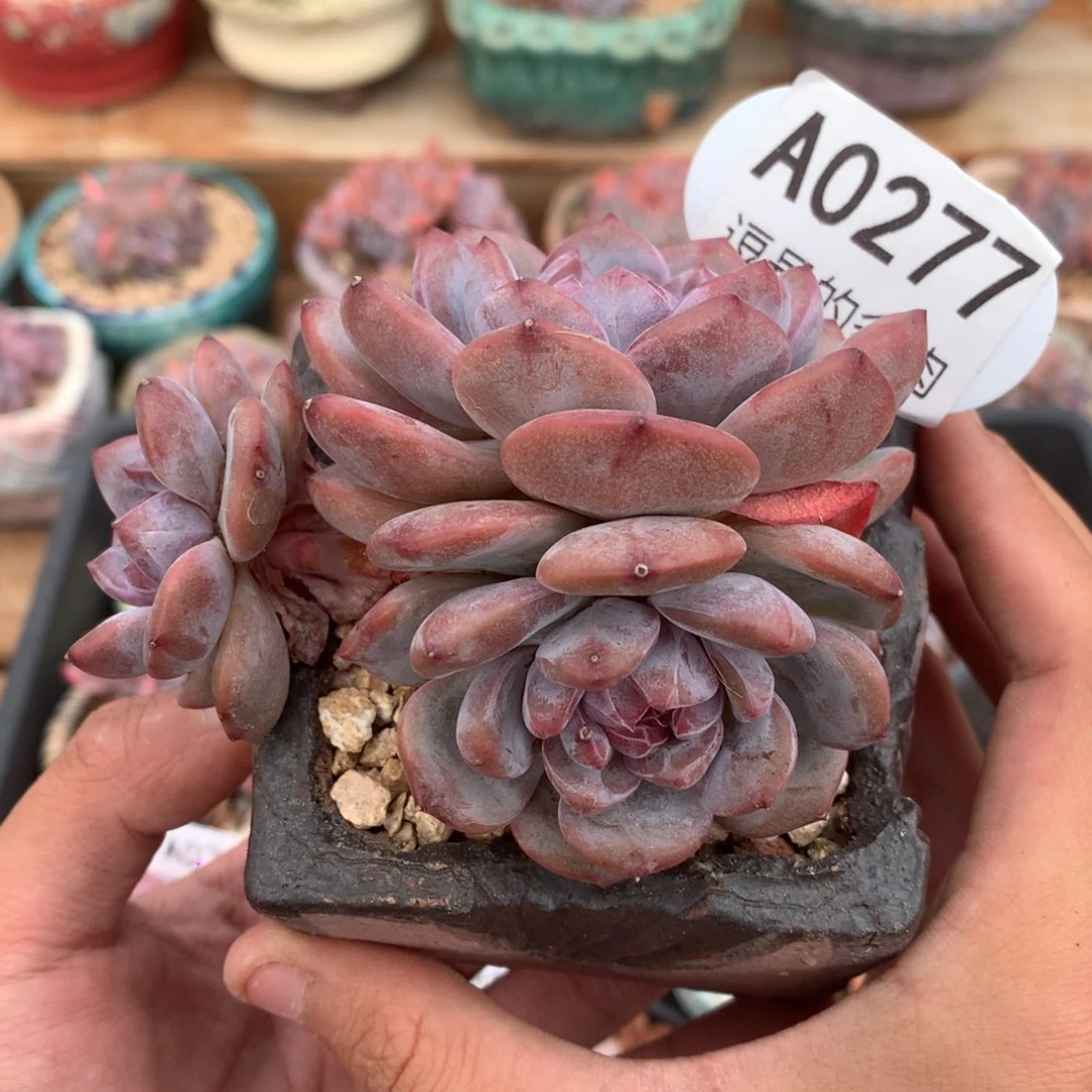 A0277 福利紫皮星影 有砍 9cm
