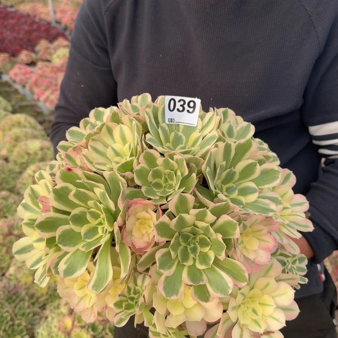 039白凤多肉植物