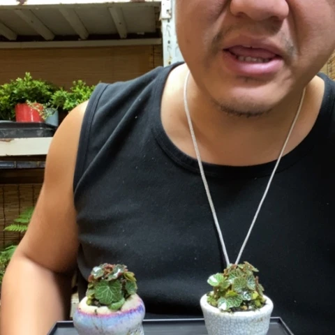 红陶酸***甜一物一拍所见即所得59