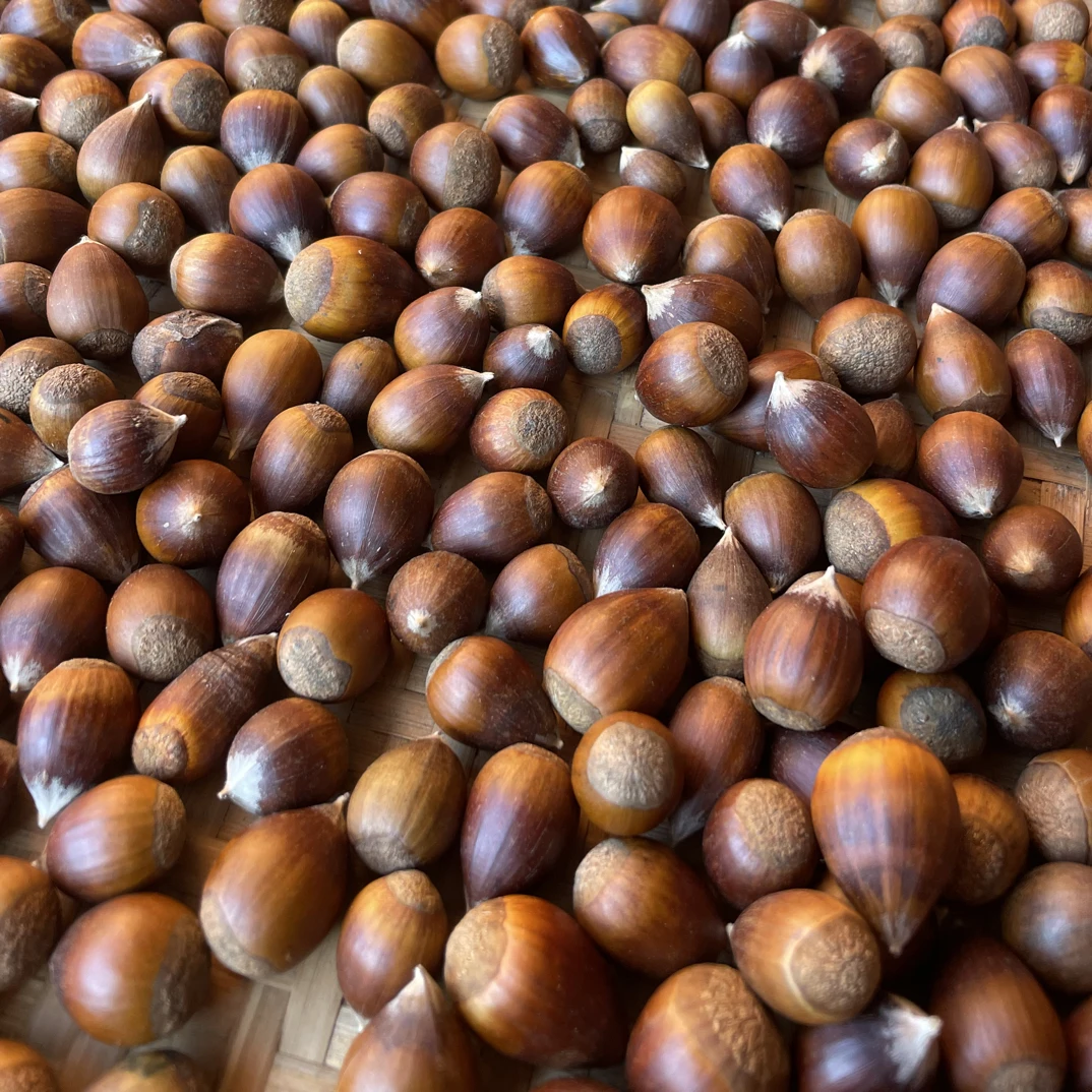 湖南隆回北面野生尖栗锥栗新鲜采摘