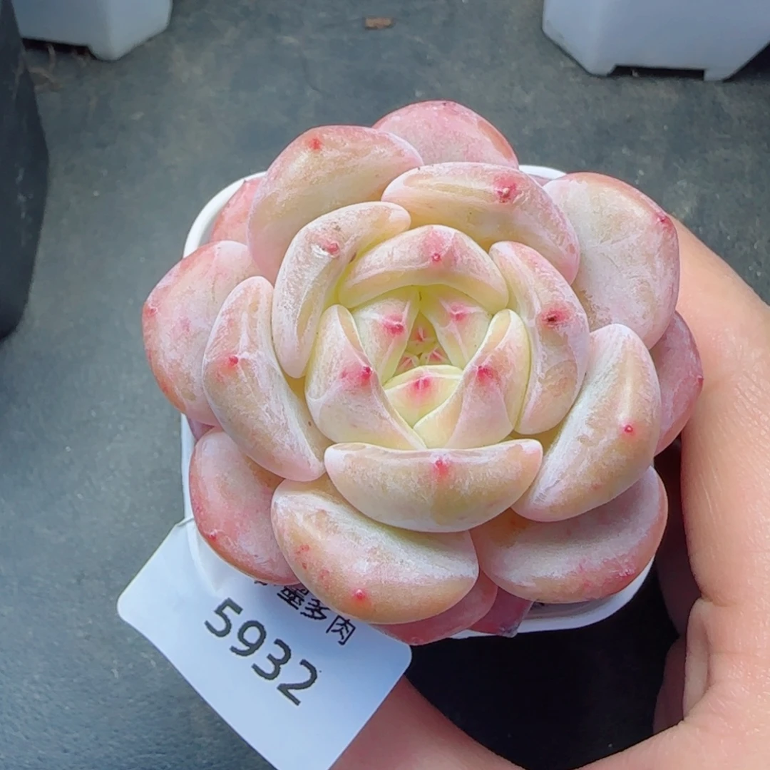 繁花，5932多肉植物