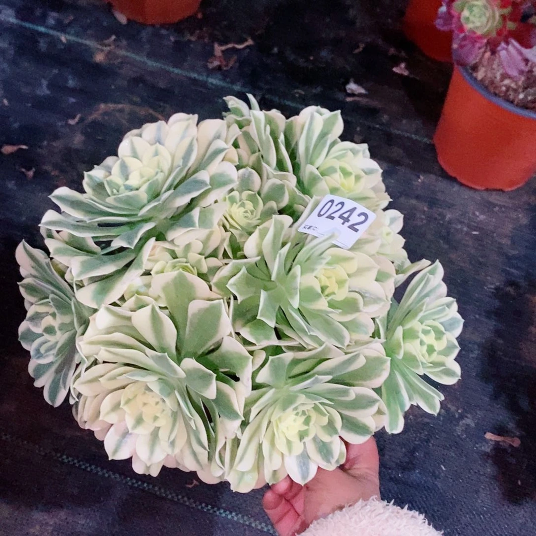 绿豆沙242多肉1111