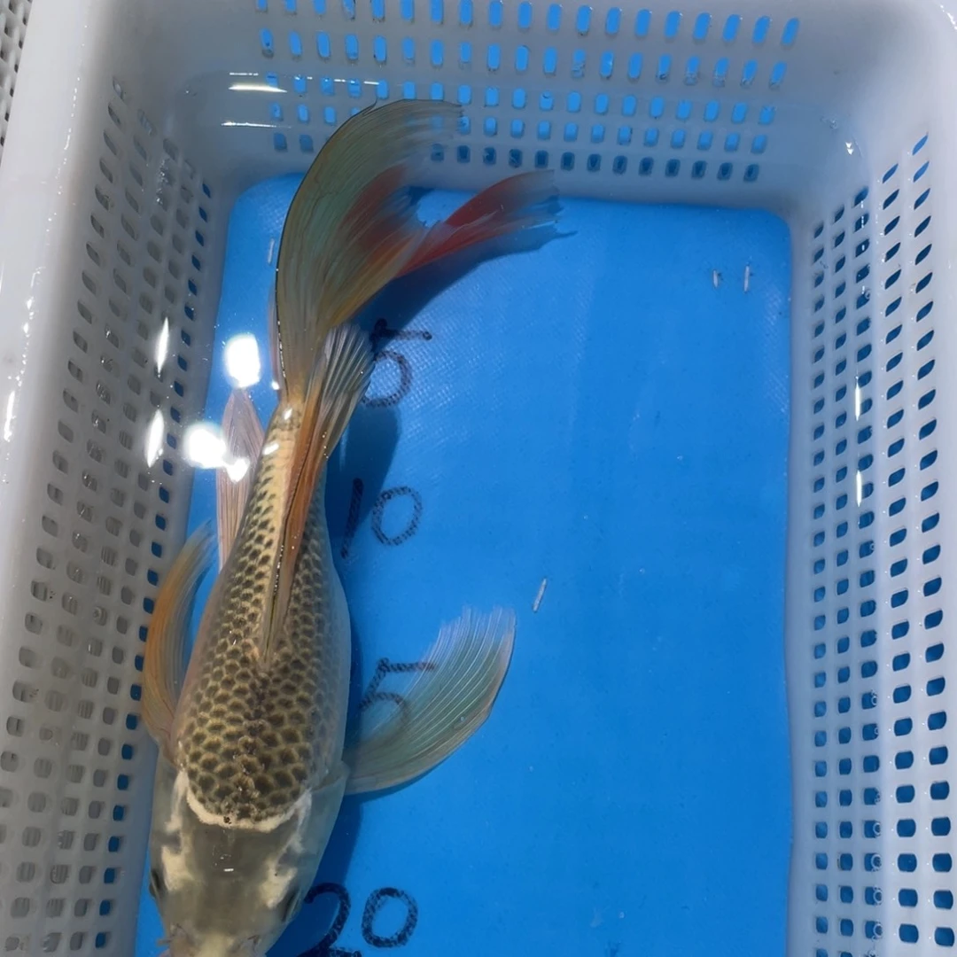 锦鲤锦鲤包邮包售后