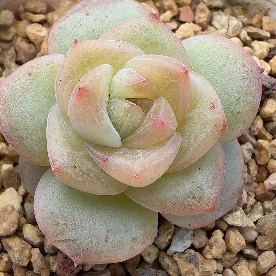 247珍妮【满29包邮非偏远】