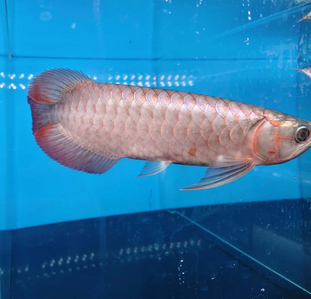 印尼超血紫嫣红龙绿皮辣椒红龙鱼练手红龙鱼