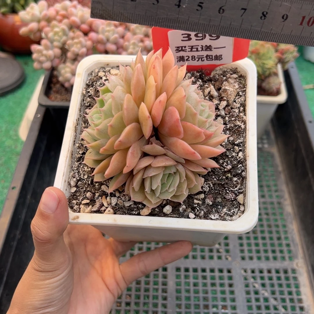 表妹精品多肉植物399.