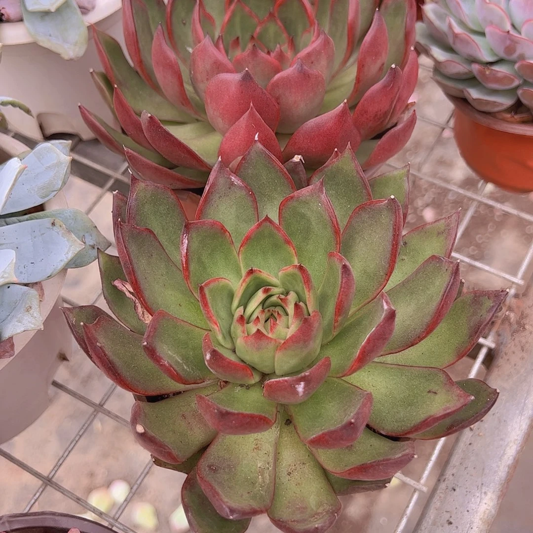 野马东云大单头精控