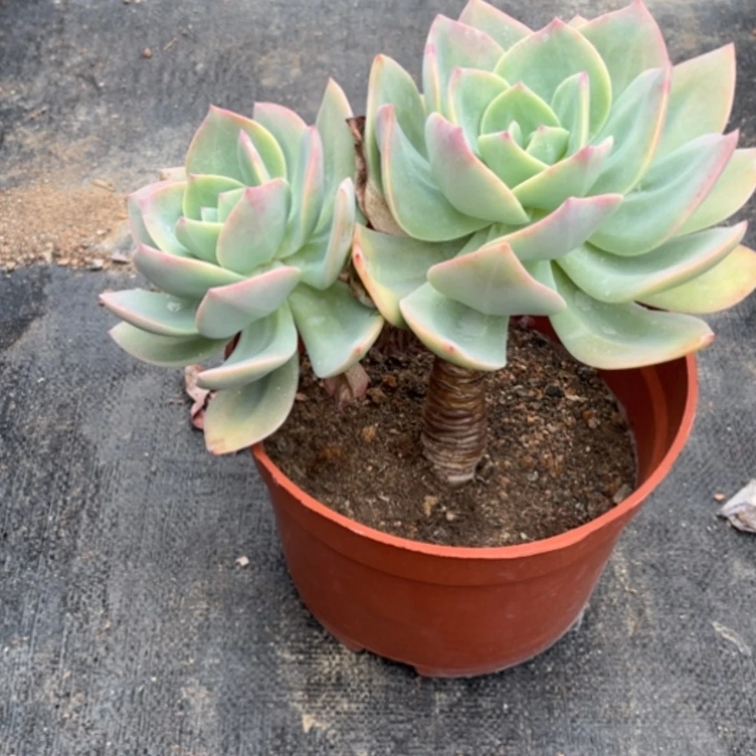 【闪购商品】金****机白凤