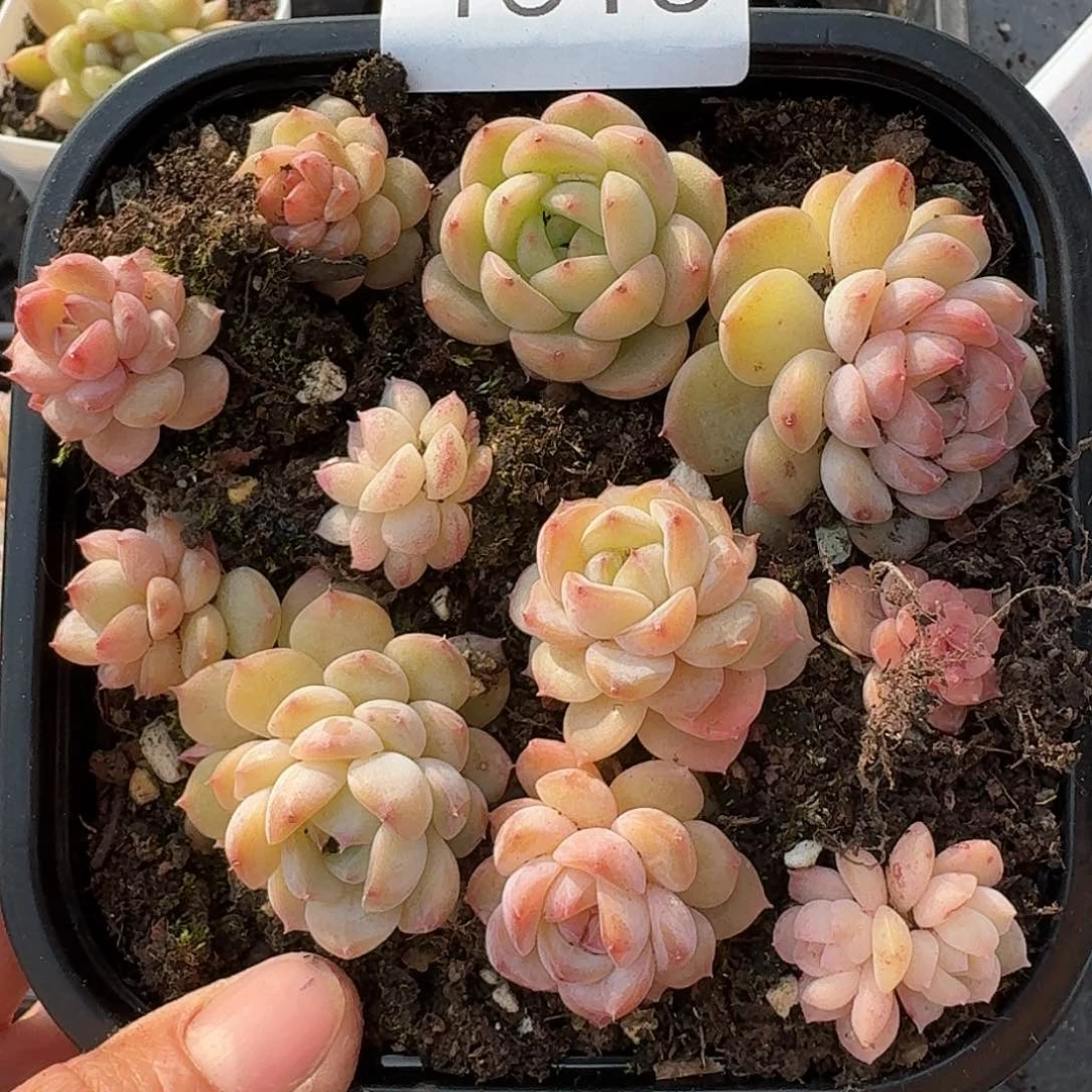 杂交新品珍妮多肉1515