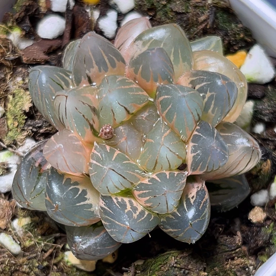 恭喜发财大吉大利813