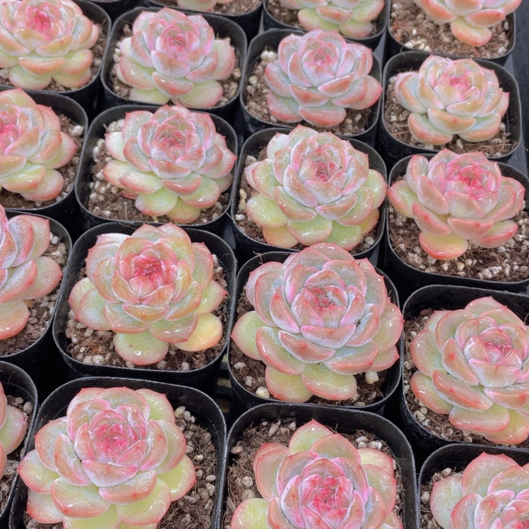 量拍121号 干冰单头一个