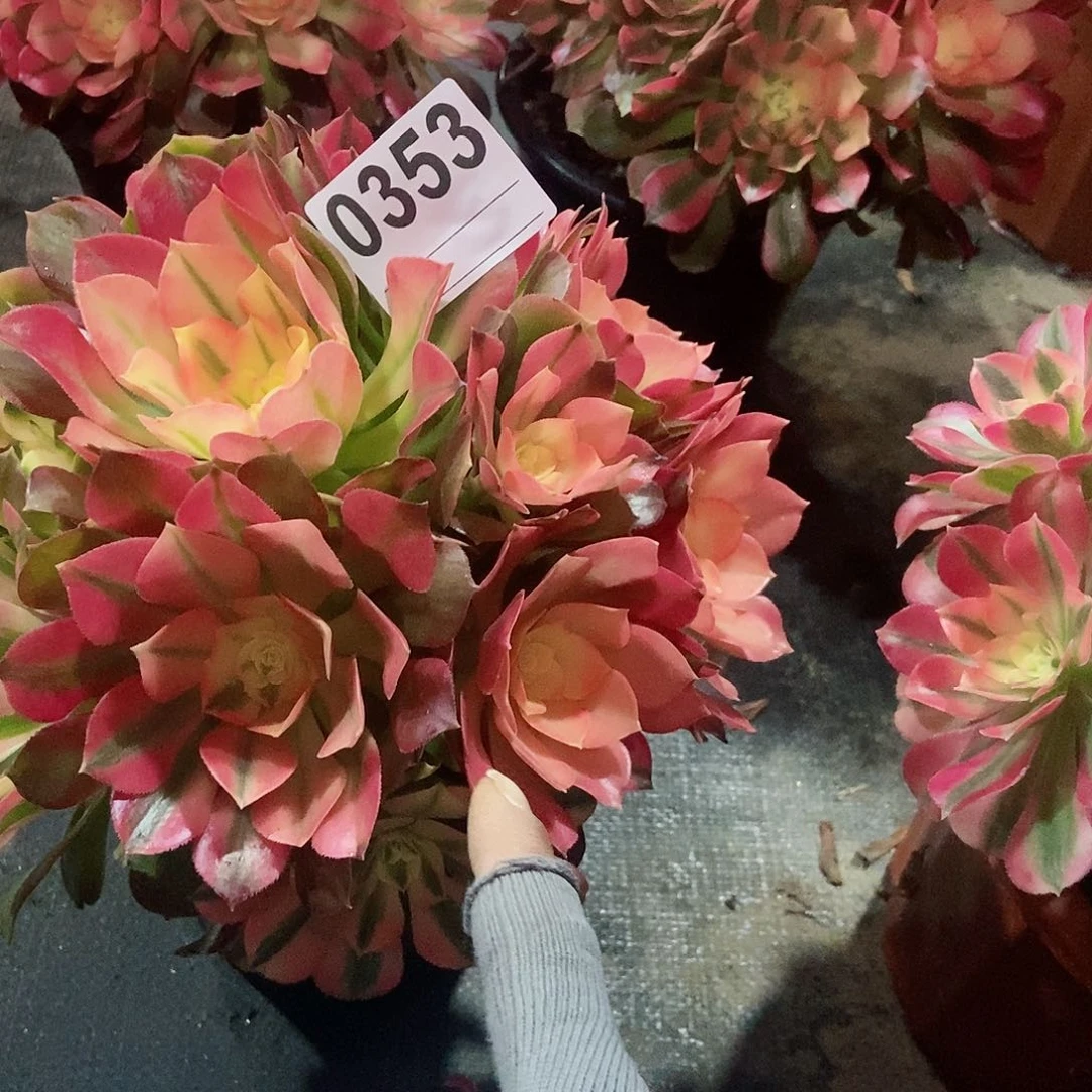 红陶桂*香0353香妃3多肉小颗