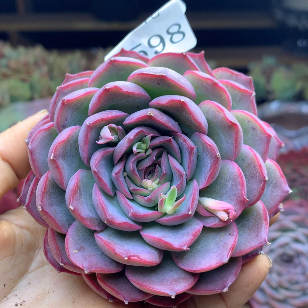 2598杂交精品基地冠8