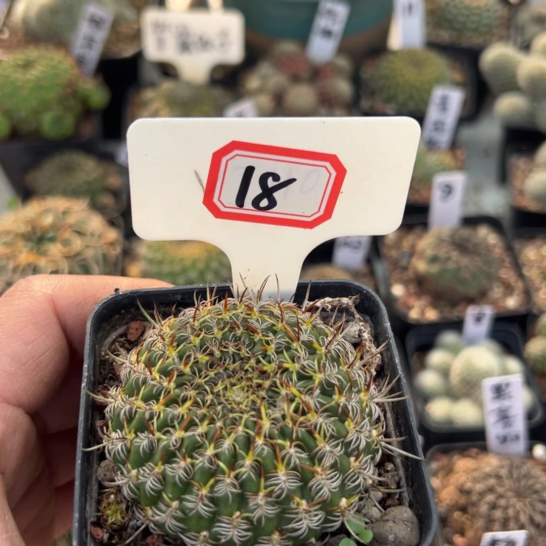 往***嫣18往事多肉园仙人球开花了