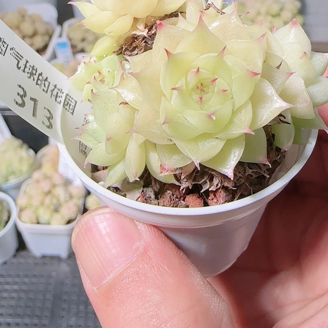 1126-313群生不包整