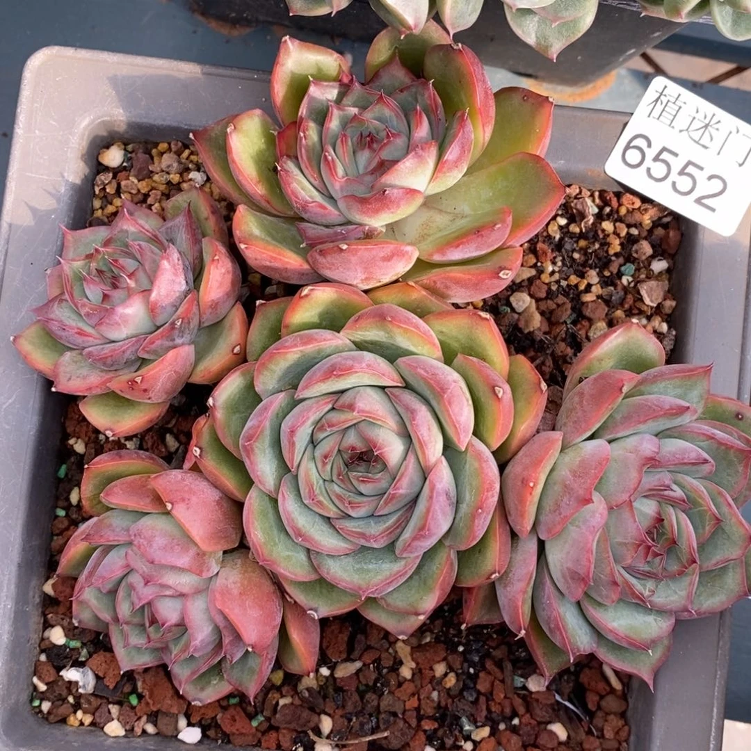 农***果杂交精品多肉~6552~13厘米~叶伤