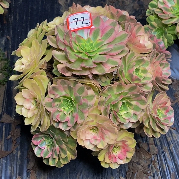 雨荷老桩捧花福利的72号