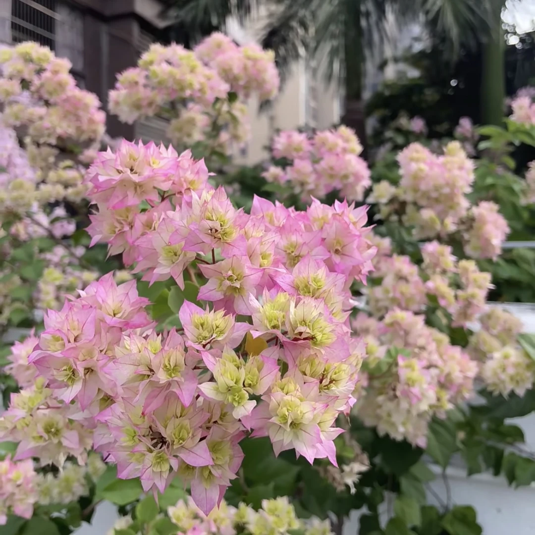 重瓣怡景三角梅盆栽爆花强耐热耐晒庭院阳台花卉新手易养护