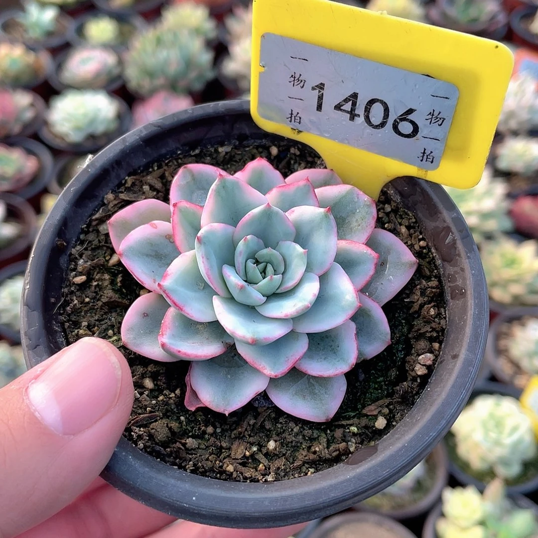 奶油黄桃锦1406号