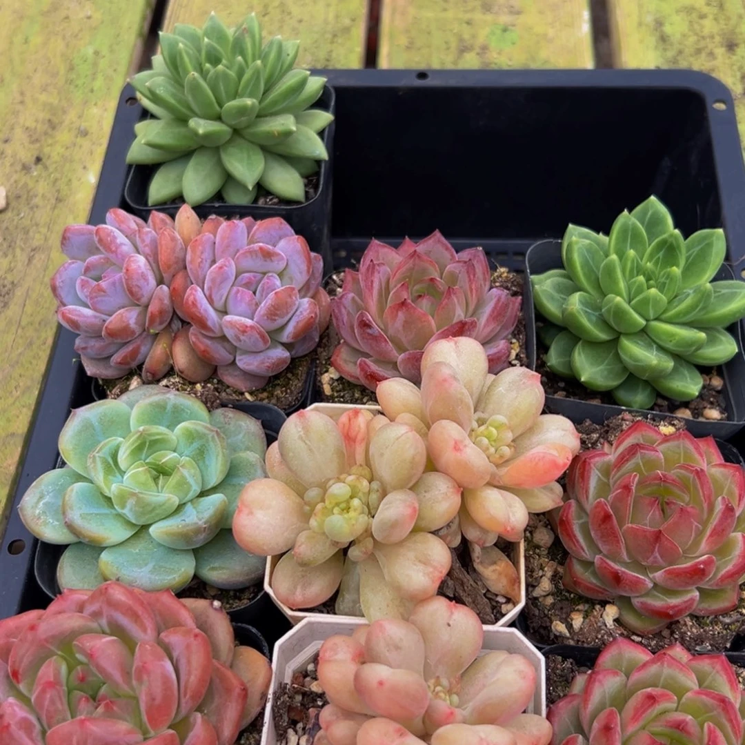 二***花742多肉植物和植物在这里
