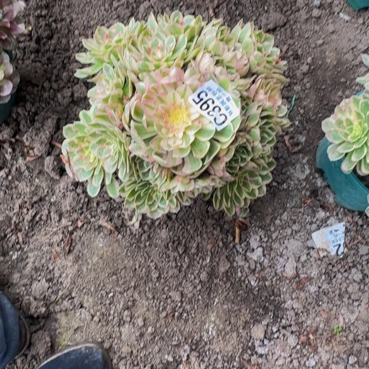 孔雀翎25-15包邮花花