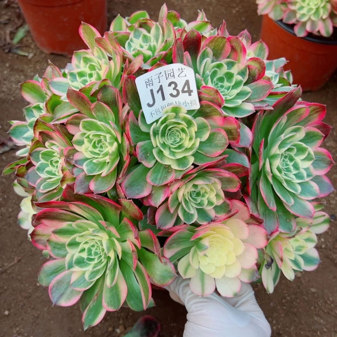 134海王尺寸30左右