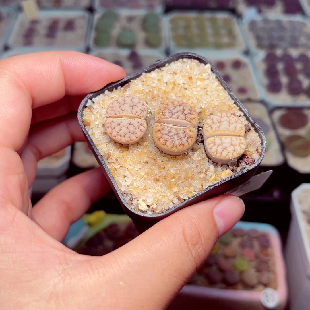 51号带盆包邮发货