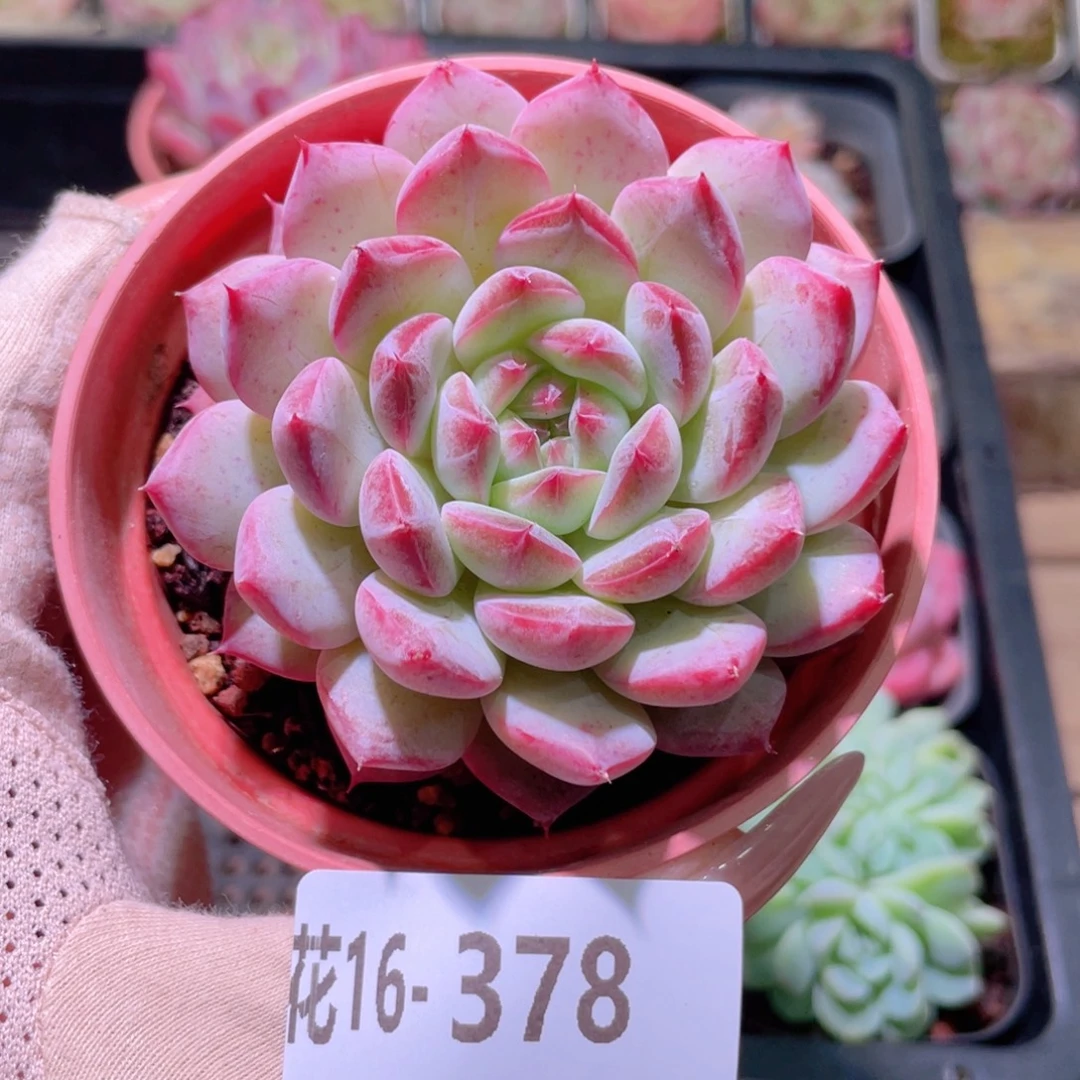 花利美16-378新品