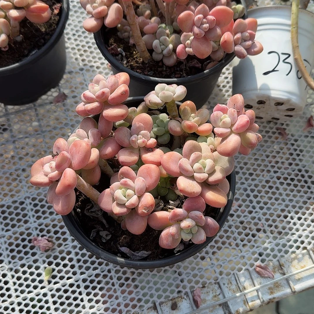 老庄红洛神原价36.8