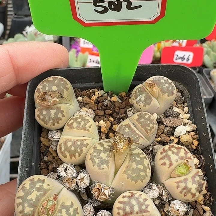 密密麻麻密密麻麻5012