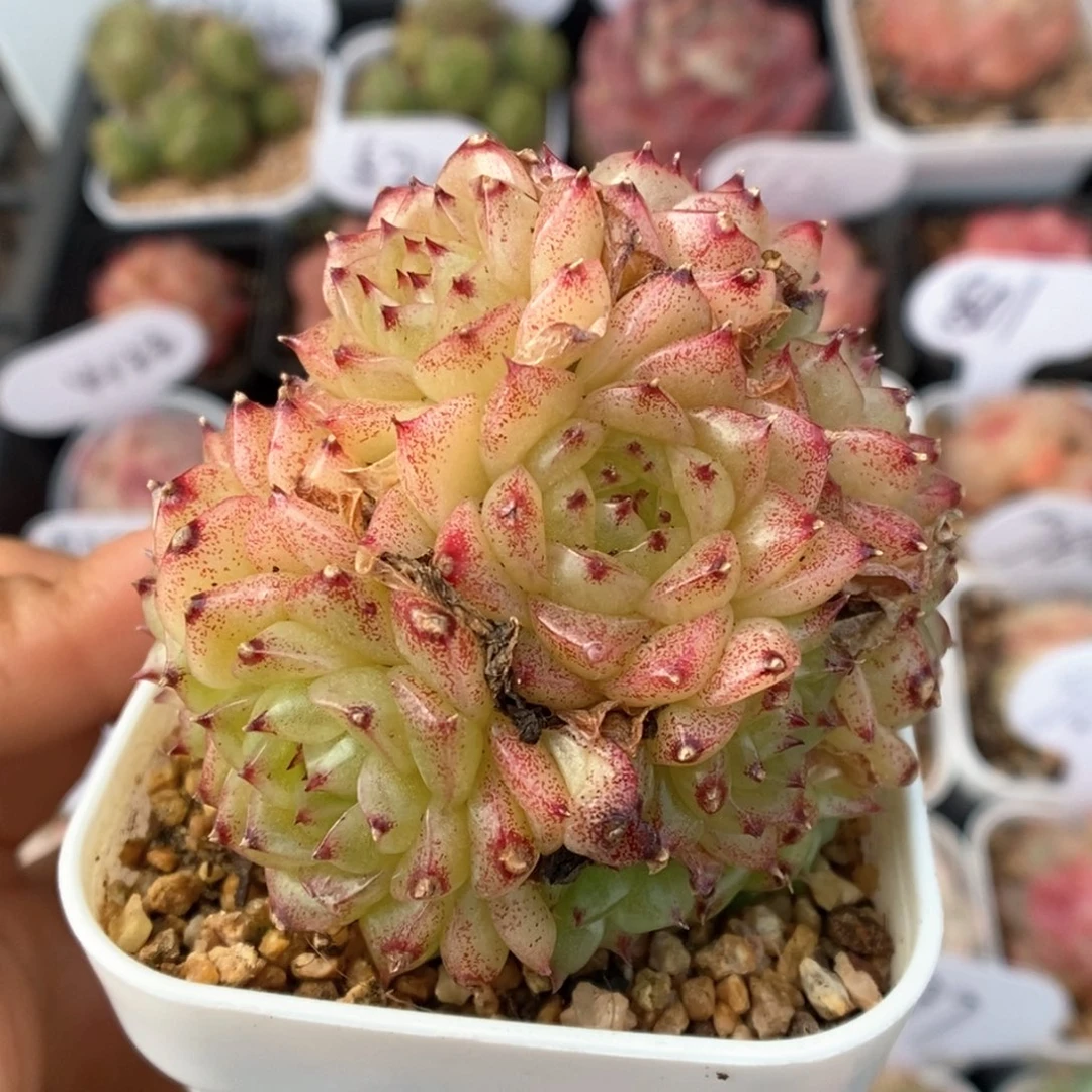 油透麦秆可拍550号。