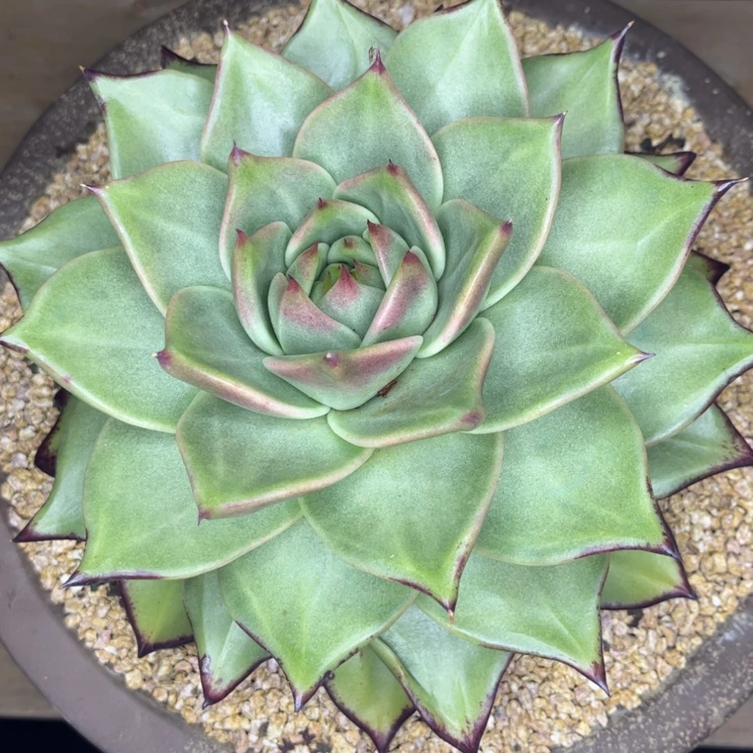 大***愈z先生的多肉寄养大羊哥