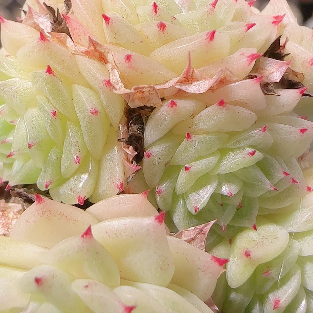 花语逸镜1127-147散