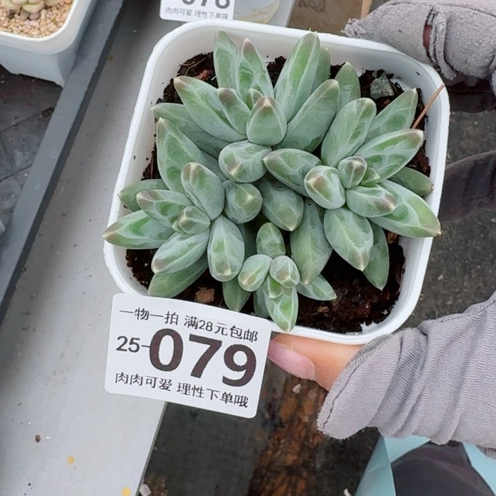 乌拉克拉无盆土发货无盆土发货无