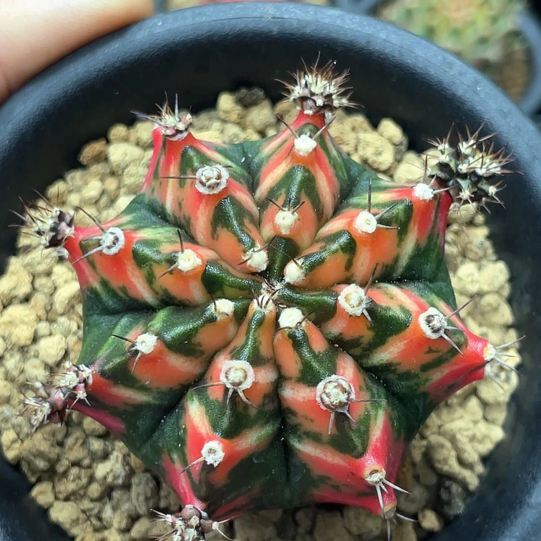 当前无花朵，栽培后可花朵泰系神品侧，红虎斑规律v背锦