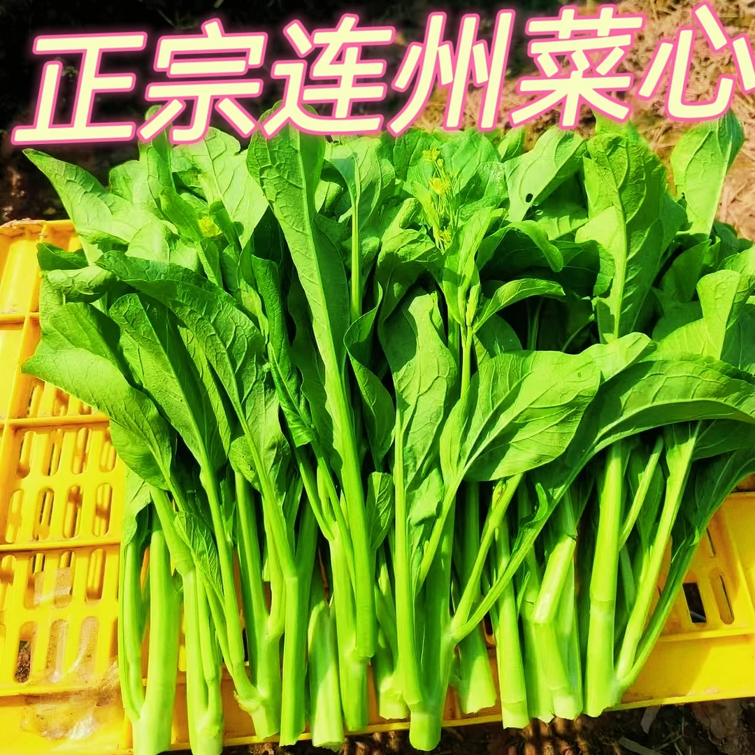 粤北长寿之乡连州菜心2号小条菜心爽甜多汁现摘现发产地直发